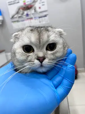 Smokin Pet ve Kuş Veteriner Kliniği