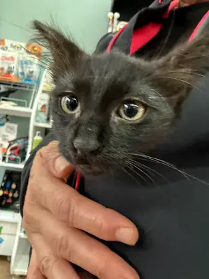 Çetiner Pet Help Veteriner Kiliniği