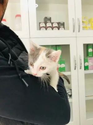 Şifa veteriner kliniği