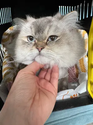 Şirin Veteriner Kliniği