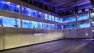 Yiğit Akvaryum & Kuş Galerisi