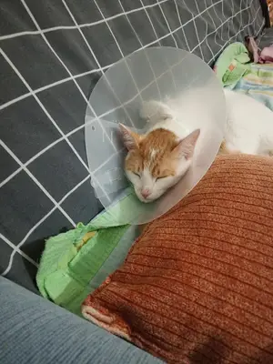 Çare veteriner clean