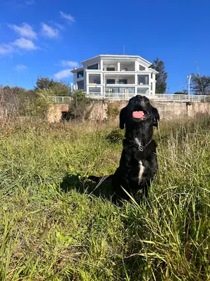 Deniz Pet House - Academy & hotel
