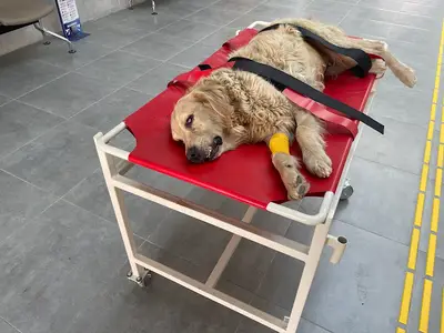Tekirdağ Hayvan Hastanesi