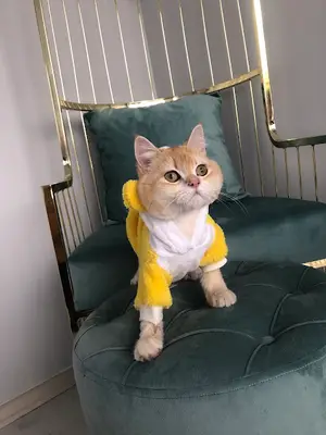 YAŞAM PET KUAFÖRÜ fotoğrafı