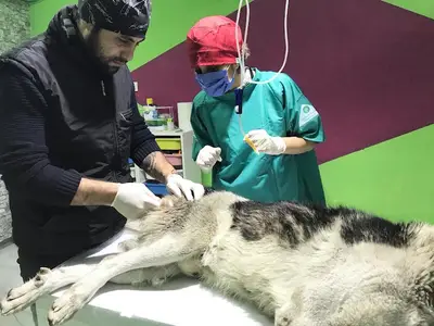 UMUT veteriner kliniği