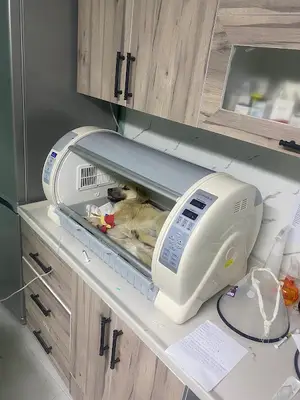 Orhangazi Doğa Veteriner Kliniği