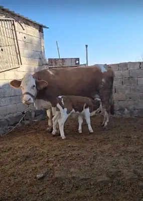 Aker veteriner Kliniği