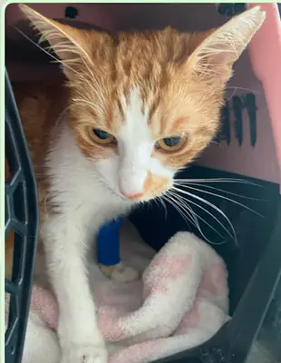 Central Animal Çeşme Veteriner Kliniği