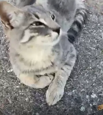 çeşme belediyesi veteriner kliniği