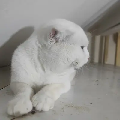 Ela Petshop