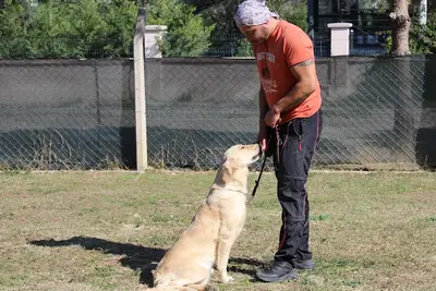 FC K9 Köpek Oteli ve Eğitim Merkezi fotoğrafı