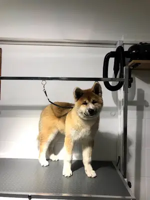 rapunzel pet kuaför fotoğrafı