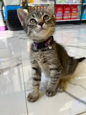 VetGeo Veteriner Kliniği fotoğrafı