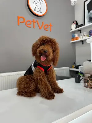 PetVet Veteriner kiliniği keşan