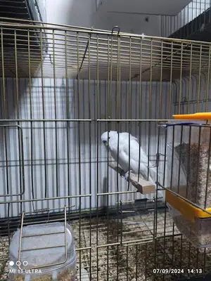 Bytan petshop muhabbet üretim