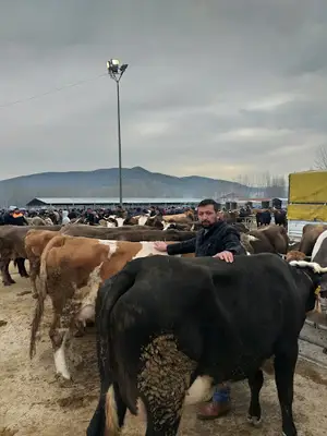 Zile Hayvan Pazarı fotoğrafı