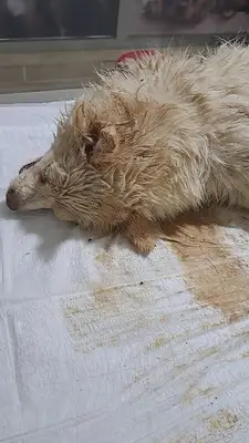 Eynesil Şifa Veteriner Kliniği