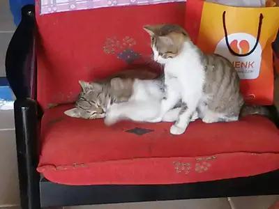 Anafartalar veteriner kliniği