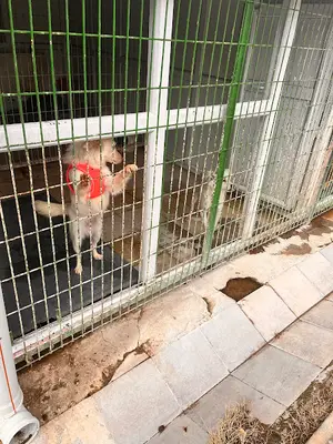 Yeni pati Es