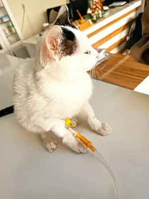 Nurullah Veteriner Kliniği