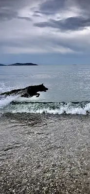 Moon Köpek Eğitimi Merkezi fotoğrafı