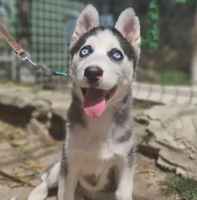 Köpek Eğitimi Bağcılar fotoğrafı