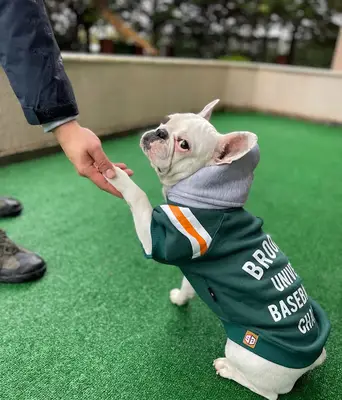 İstanbuIlum Köpek Egitimi Merkezi fotoğrafı