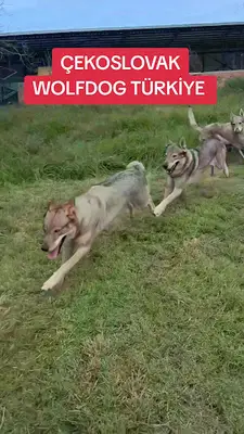 Gürcan Doğaner Köpek Eğitimi fotoğrafı