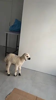 Osmanlı Veteriner Kliniği