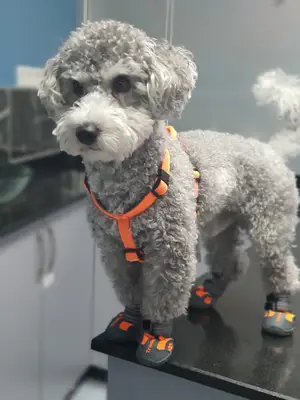 Vet Çizmeli Kedi Çekmeköy Veteriner Kliniği