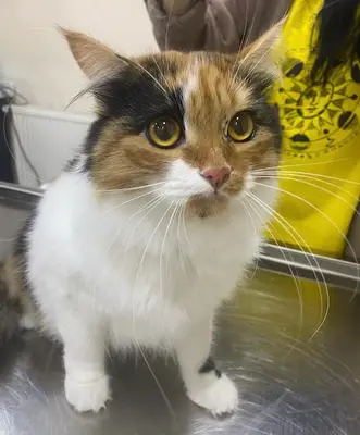 SevPati Veteriner Kliniği Mamak fotoğrafı