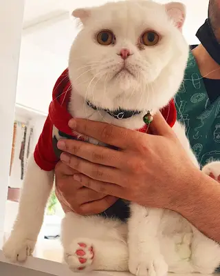 Eylül Veteriner Kliniği - Eylül Veteriner - Mamak Veteriner