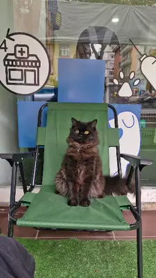 Lavin Mamak Veteriner Kliniği