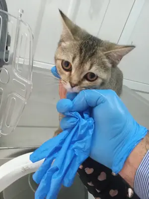 Bera Veteriner Kliniği fotoğrafı