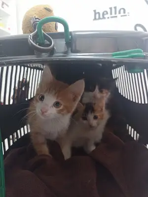 Luna Paws Veteriner Kliniği