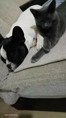 Barınak köpek kedi