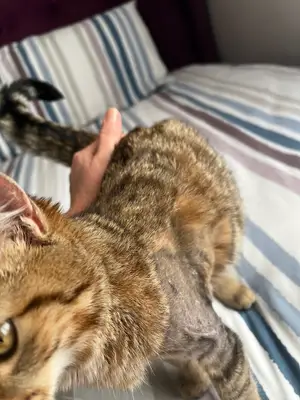 Çınarcık Dobro Veteriner Kliniği