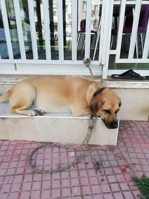 Oğan Veteriner Kliniği