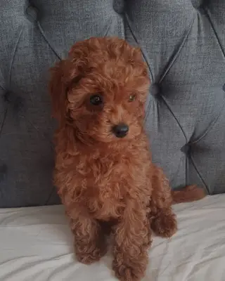 Barkının Patileri