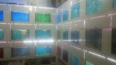 Halikarnas Akvaryum Petshop