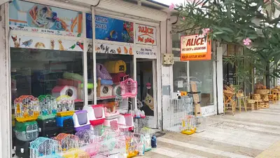 Alice Petshop