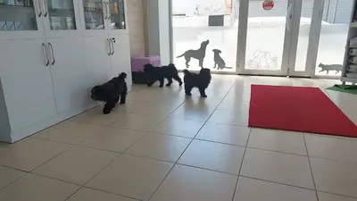 Durmuş Özdemir Veteriner Kliniği
