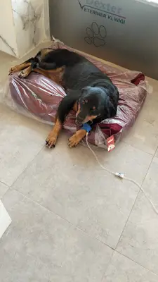 DEXTER VETERİNER KLİNİĞİ