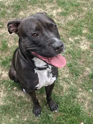 Pawmaster Pozitif Köpek Eğitim Akademisi Paw Master