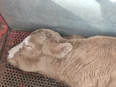 Eraslan Veteriner Kliniği