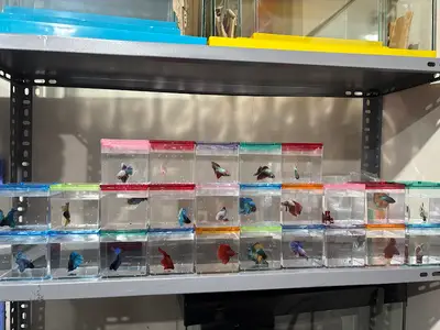 Yıldız PetShop