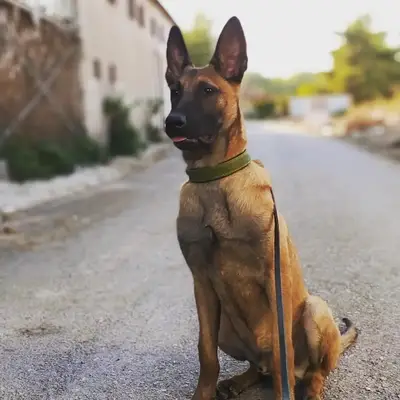 Köpek Eğitim Merkezi