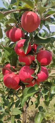 Bala Tarım Ve Hayvancılık 2 fotoğrafı