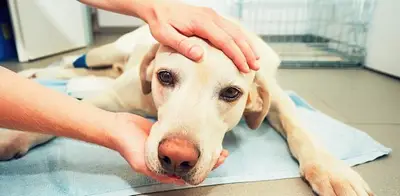 ÜRGÜP DOST PATİ VETERİNER KLİNİĞİ
